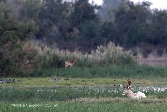 Una daina blanca als Aiguamolls de l''Empordà