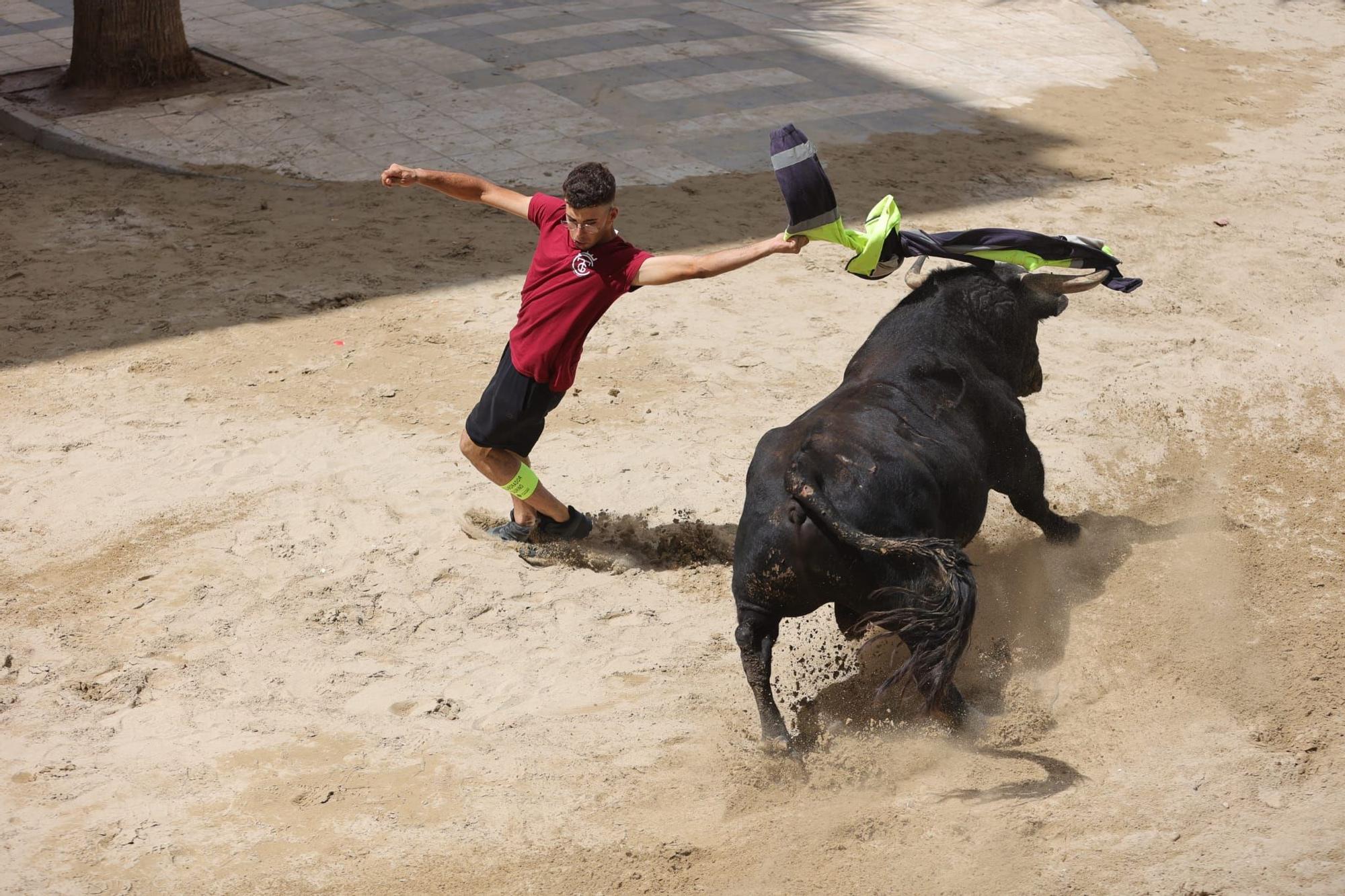 Encierro de cerriles y prueba del toro en las fiestas de Sant Pere del Grau