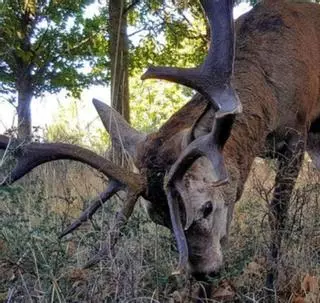 Linarejos, con el ciervo "Carlitos", un vecino más