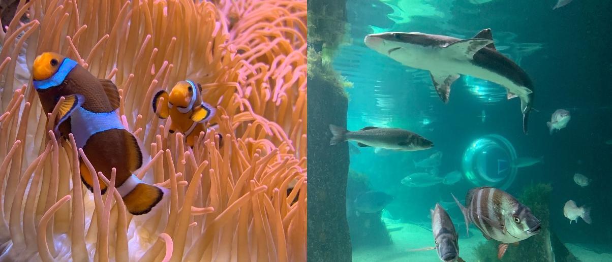 Algunas de las especies del Acuario O Grove.