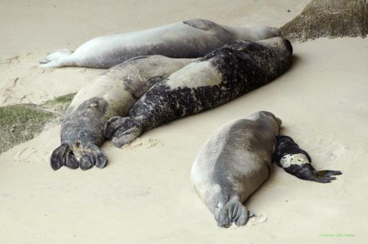 Cría de foca monje, uno de los diez mamíferos más amenazados del mundo, nacida en 2009 en una reserva de Mauritania que financia el Gobierno español, un acontecimiento que por primera vez desde el siglo XV tuvo lugar en una playa.
