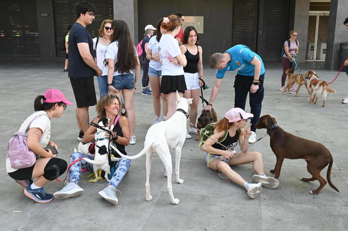 La marcha canina benéfica de Vila-real, en imágenes