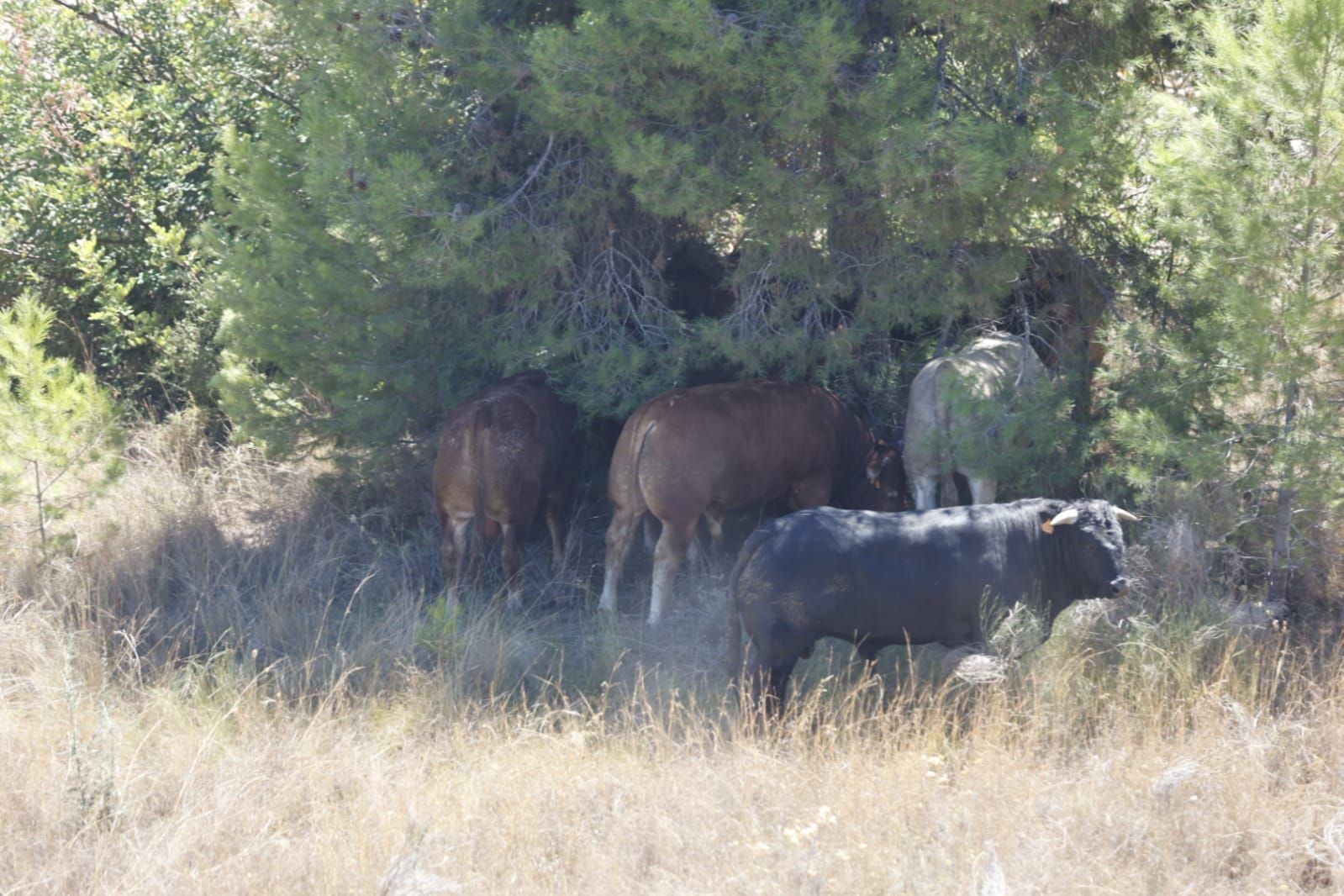 Un trailer con 40 toros vuelca en la A-3 a su paso por Buñol