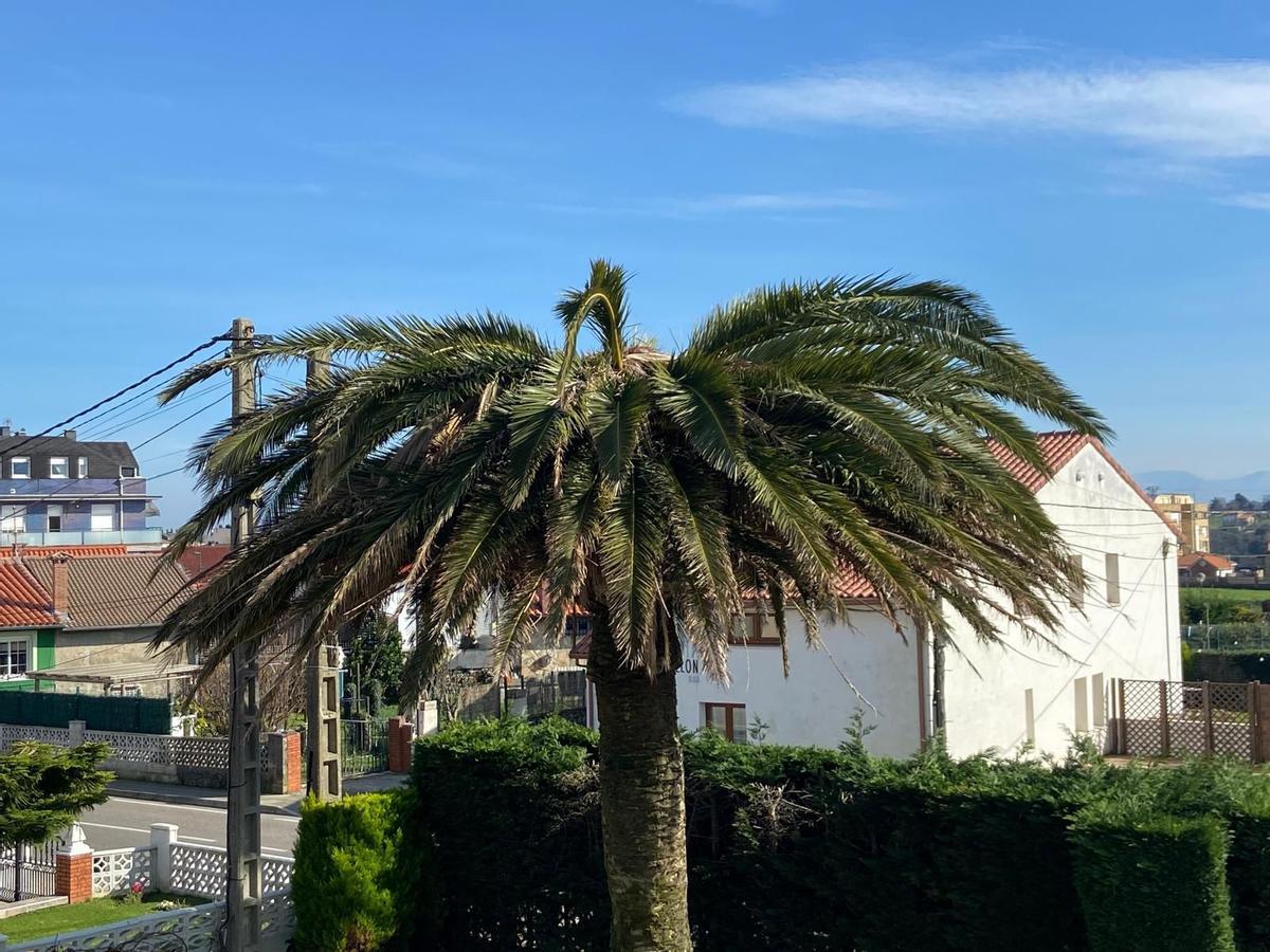 Una palmera afectada por el picudo rojo en Cantabria deja sus hojas caer.