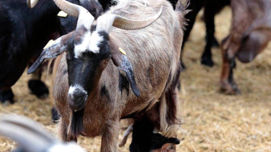 Rebaño de cabras.