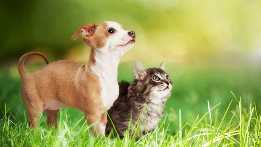 Cómo organizar la convivencia entre perros y gatos en casa - Levante-EMV