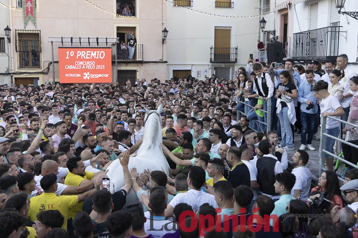 Fiestas de Caravaca | Entrega de premios del concurso morfológico