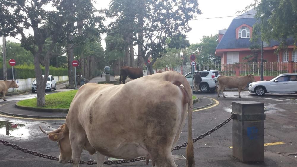 Un rebaño de vacas anda suelto en La Laguna