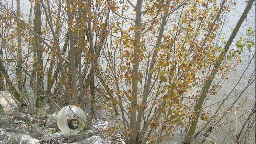 Una de las farolas rotas el fin de semana pasado en Olivares apareció en el río Duero