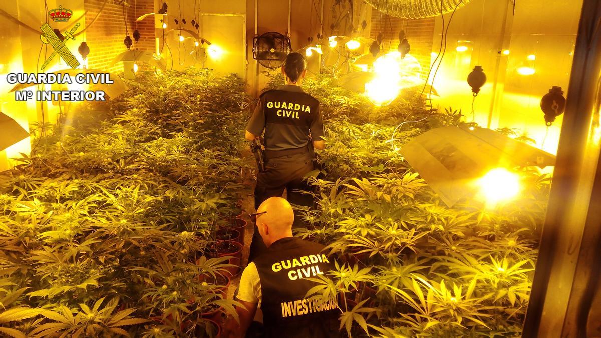 Una plantación de marihuana