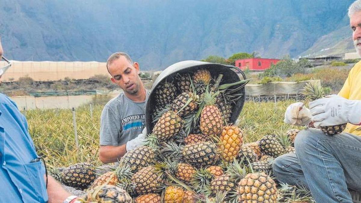 Agricultores herreños en una finca dedicada al cultivo de piña tropical en El Hierro.