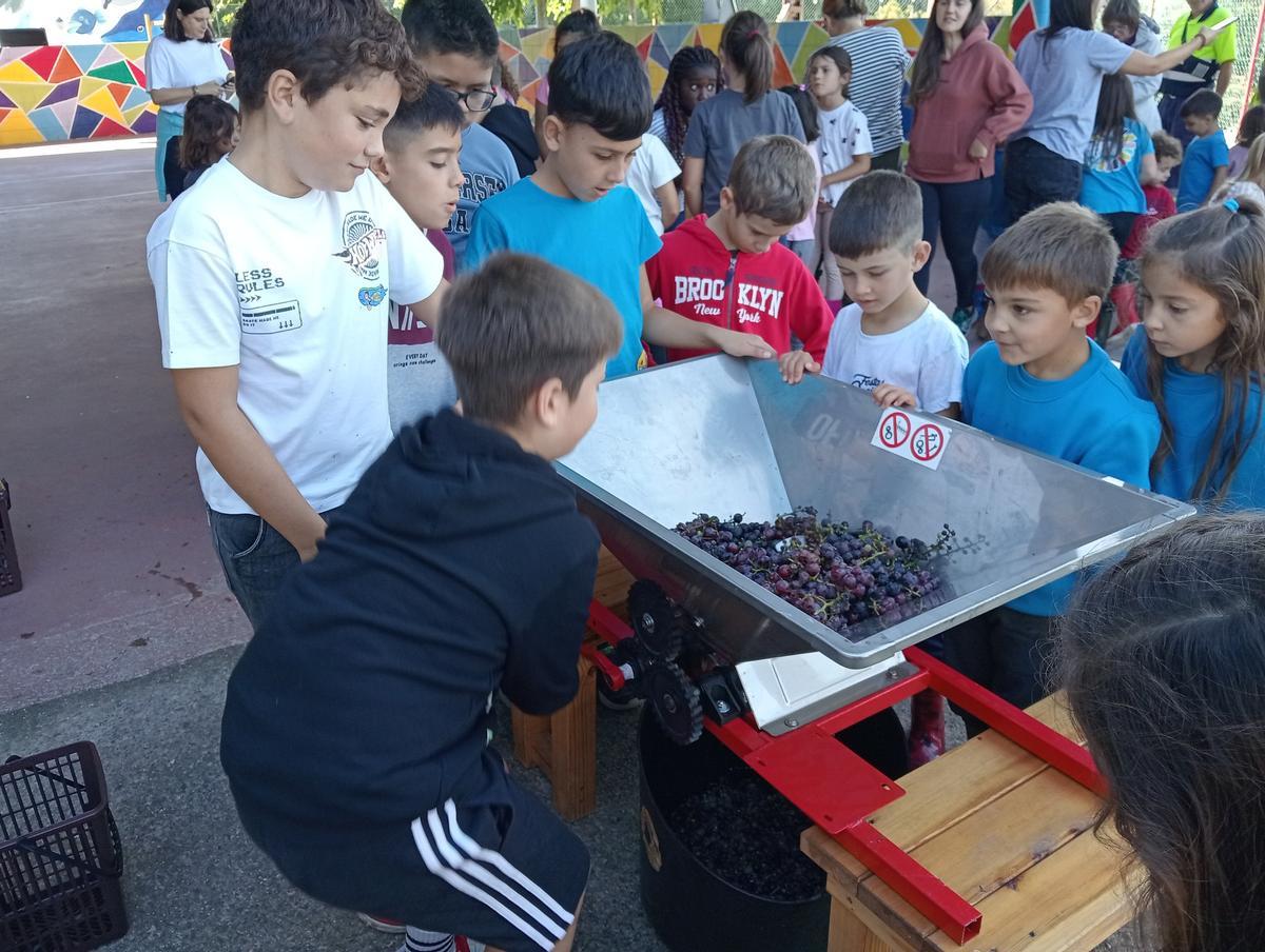 Alumnos del CEIP Plurilingüe de Baroña en una actividad sobre el proceso de elaboración de vino organizada por la comunidad de montes.