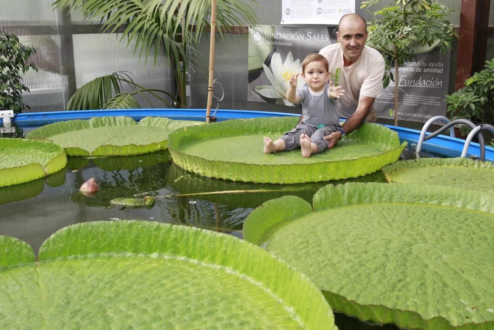 El nenúfar gigante espera a su flor //J.Lores