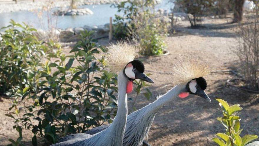 La jueza investiga el Aviapark de La Muela por tráfico de animales exóticos