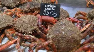 La "reina del mar" vuelve a los mercados de A Coruña