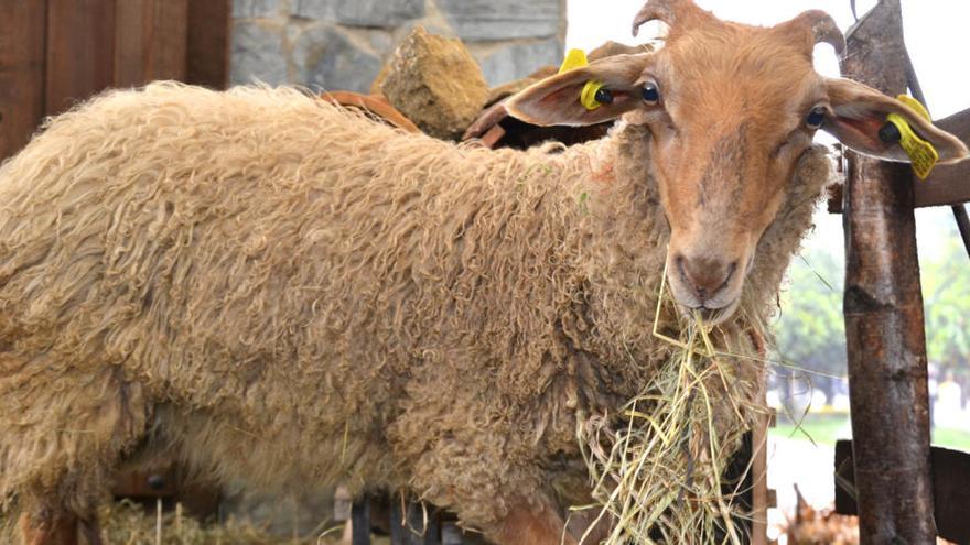 Investigan muerte de una mujer en Meis (Pontevedra) golpeada por un carnero