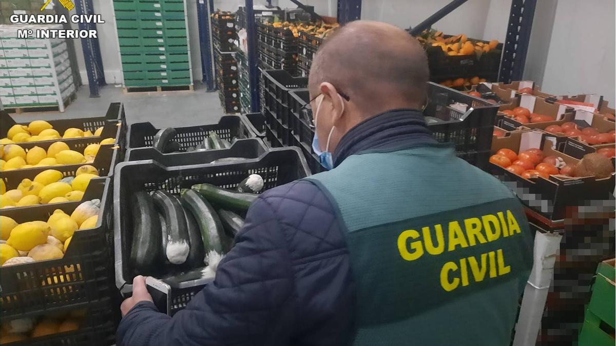 Un agente del Seprona de Alicante inspeccionando la mercancía.