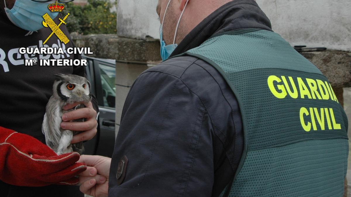 Una de las aves localizadas durante la Operación Pihuela.