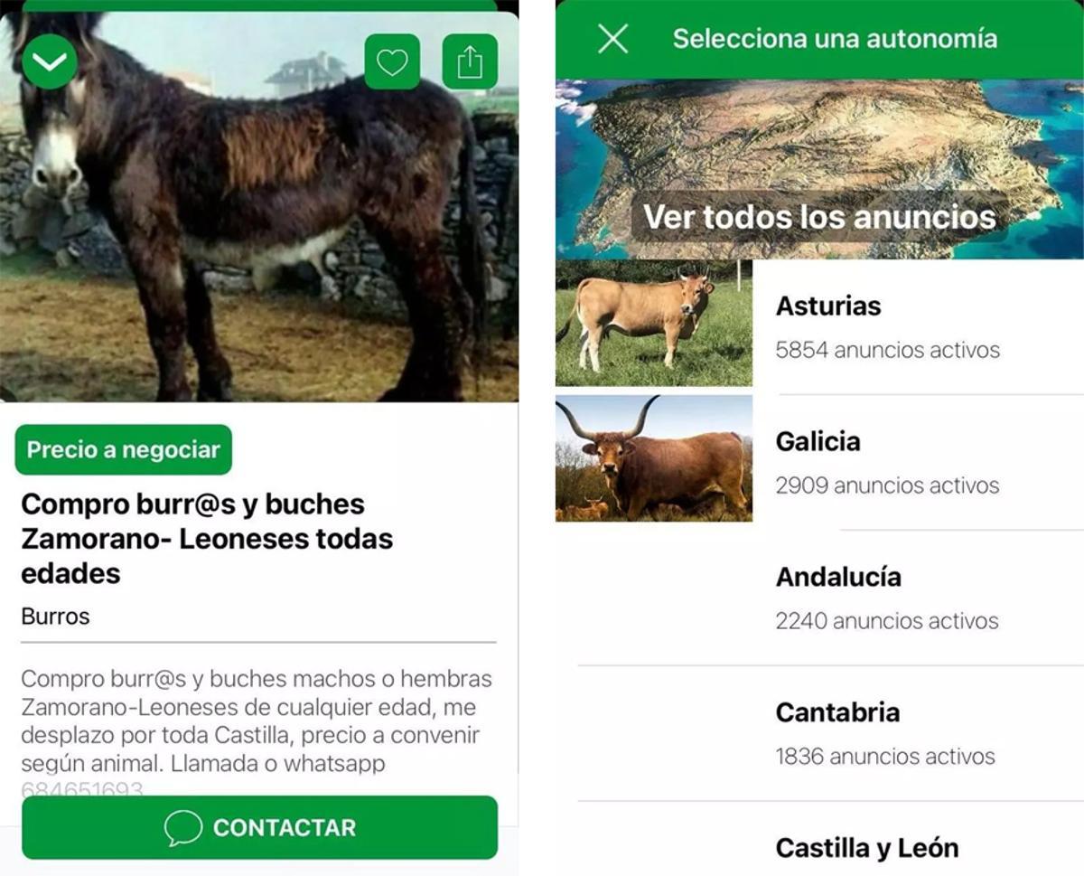 Vacapop, la aplicación que está arrasando entre los ganaderos de España: llega el Wallapop del ganado