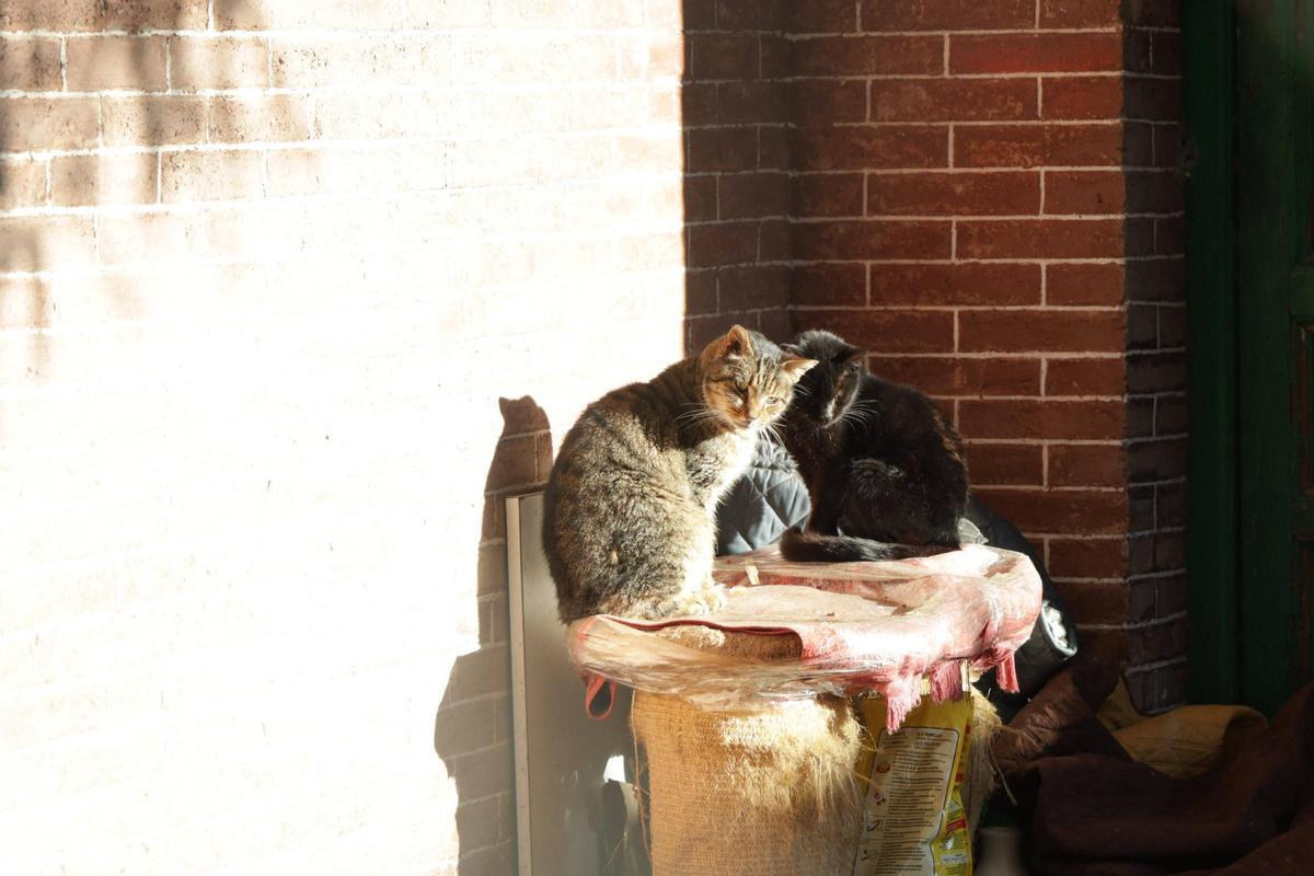 Una colonia felina en Cáceres