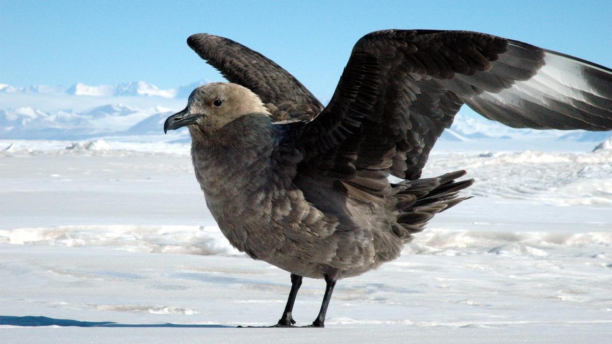 Masiva desaparición de aves en la Antártida por el cambio climático