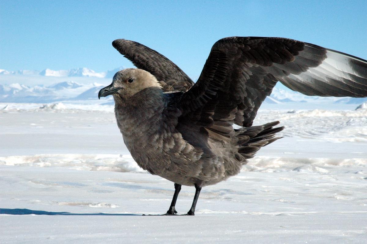 Masiva desaparición de aves en la Antártida por el cambio climático Masiva desaparición de aves en la Antártida por el cambio climático