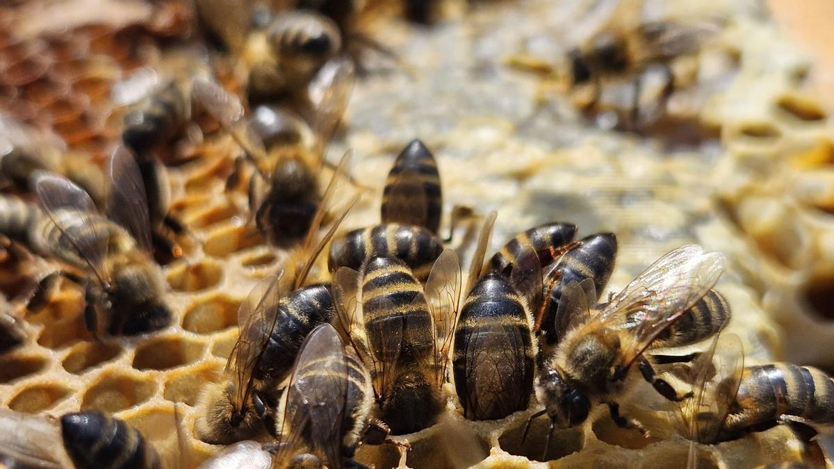 Les abelles en acció