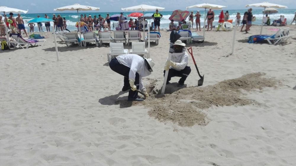 Retiran un enjambre del poste de una sombrilla en una playa de El Campello