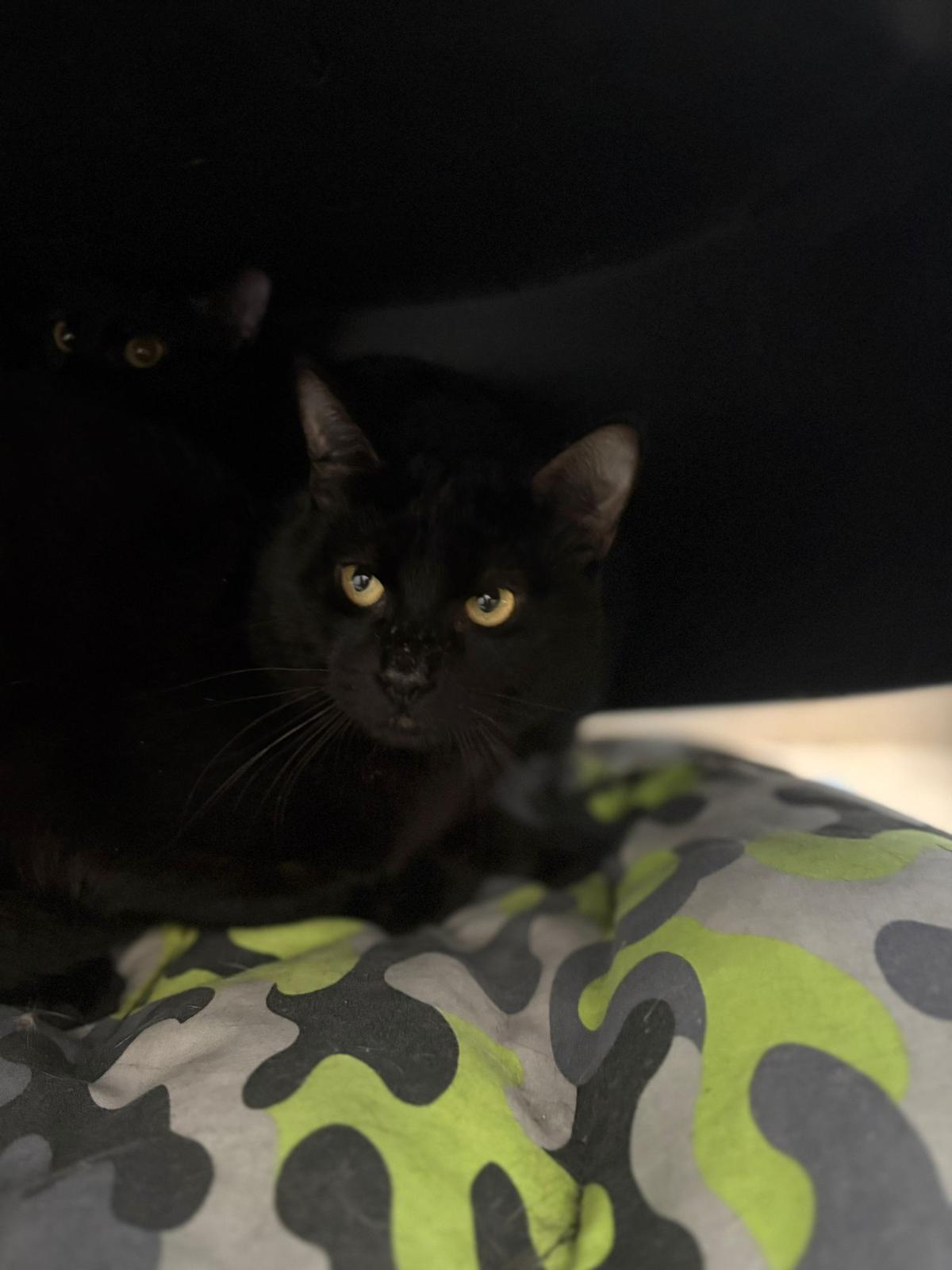 Algunos de los 23 gatos rescatados durante un desalojo en Vigo