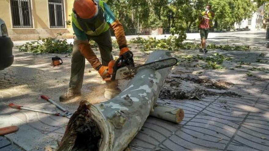 Un operario trocea una rama desprendida, meses atrás.