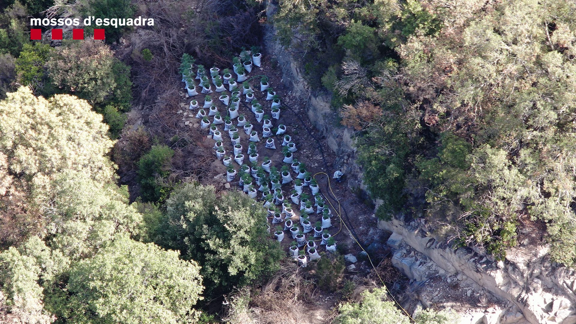 Desmantellen un cultiu d'unes 1.000 plantes de marihuana ocult en una àrea de difícil accés al pantà de Susqueda