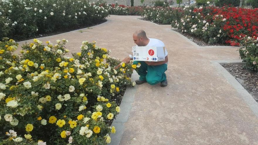 Un técnico soltando los ácaros depredadores