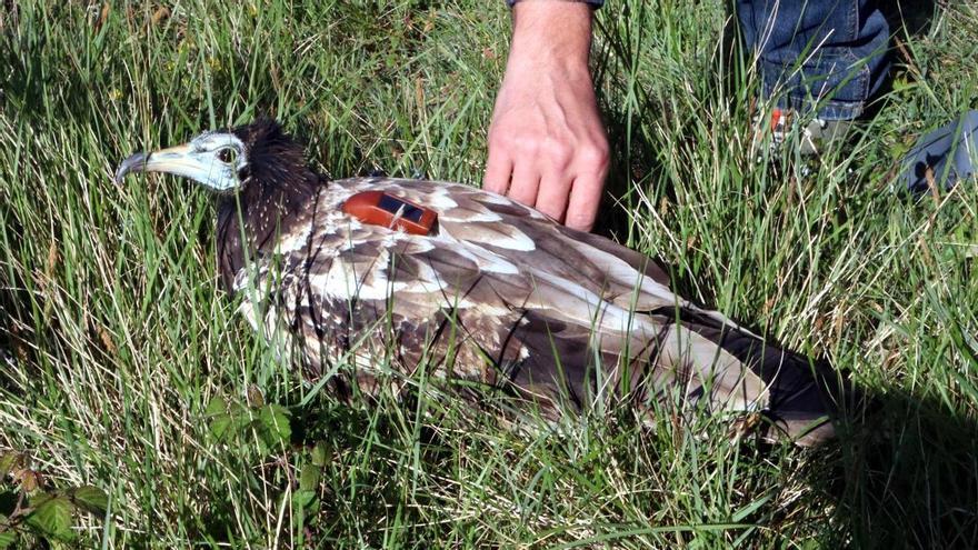 Alliberen a Albanyà un aufrany després d’un any recuperant-se en un centre de fauna per una intoxicació greu