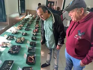 Jornadas micológicas de Pañeda