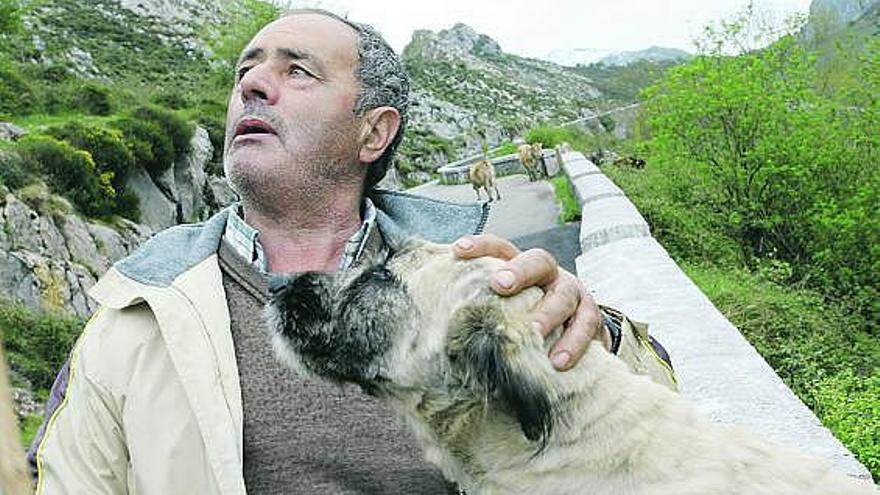 Manolo Remis y su perro «Tito», con algunas de las vacas que se habían extraviado al fondo.