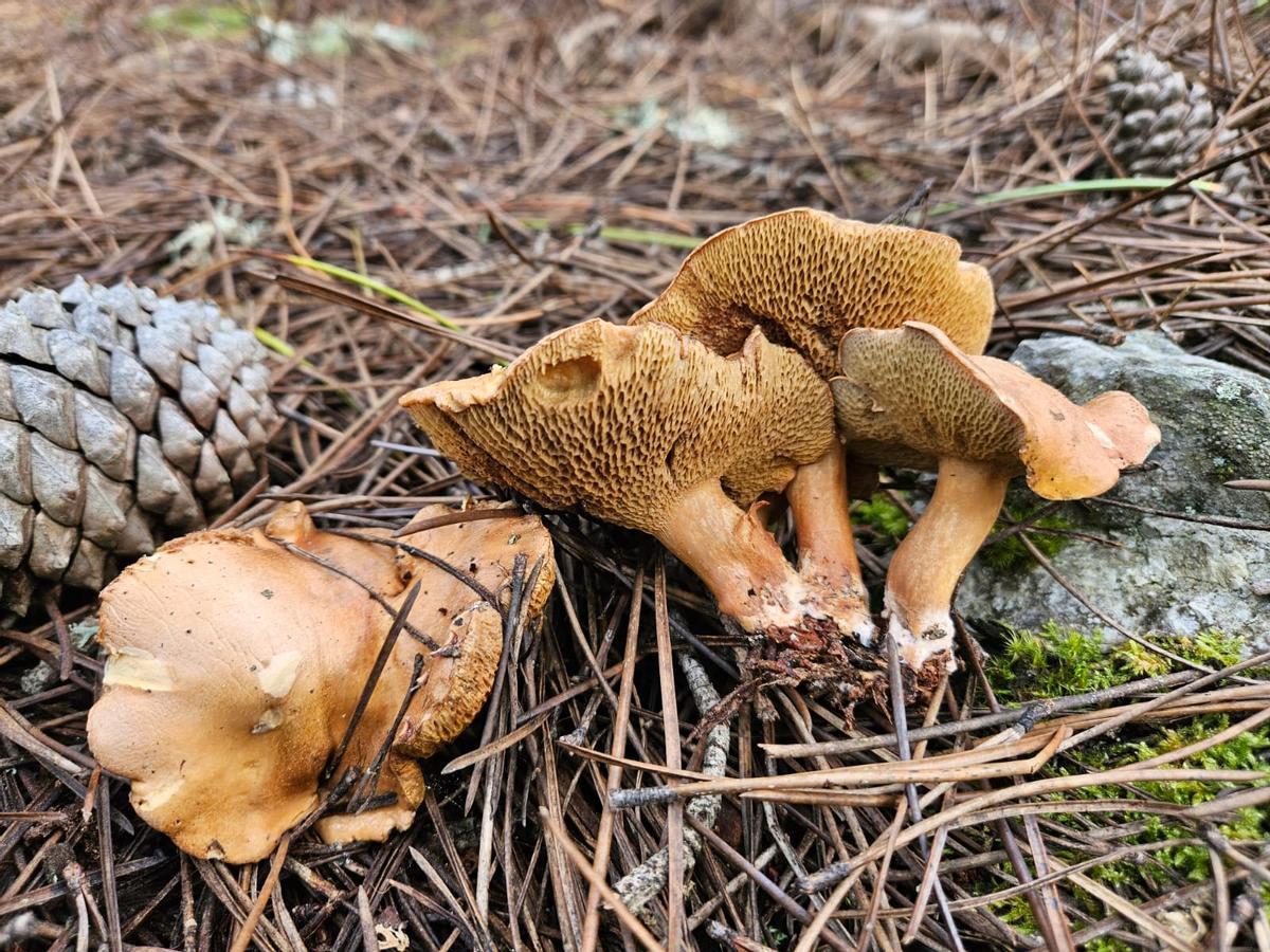 Suillus Bovinus.