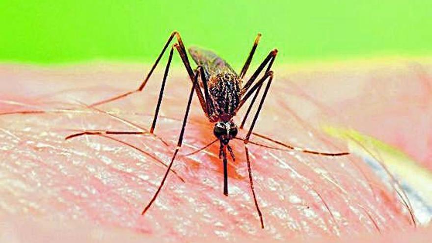 Les picades de mosquit són una de les formes de contagi de malalties com el dengue.