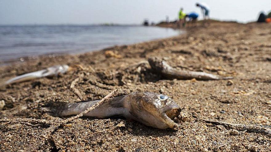 Peces muertos, en la playa de Los Nietos la semana pasada. | URQUÍZAR