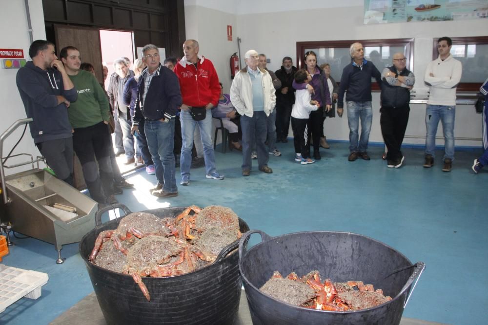 Apertura de la veda de la centolla en O Morrazo