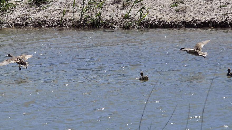 Ecologistas alertan de que las aguas residuales amenazan a las aves de El Hondo