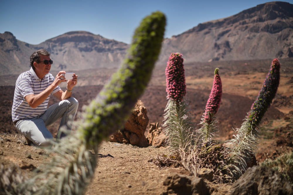 Tajinastes en flor en el Teide