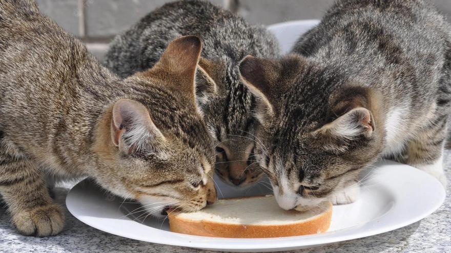 🍞 Pan y Gatos | Qué les pasa cuando toman este alimento de humanos