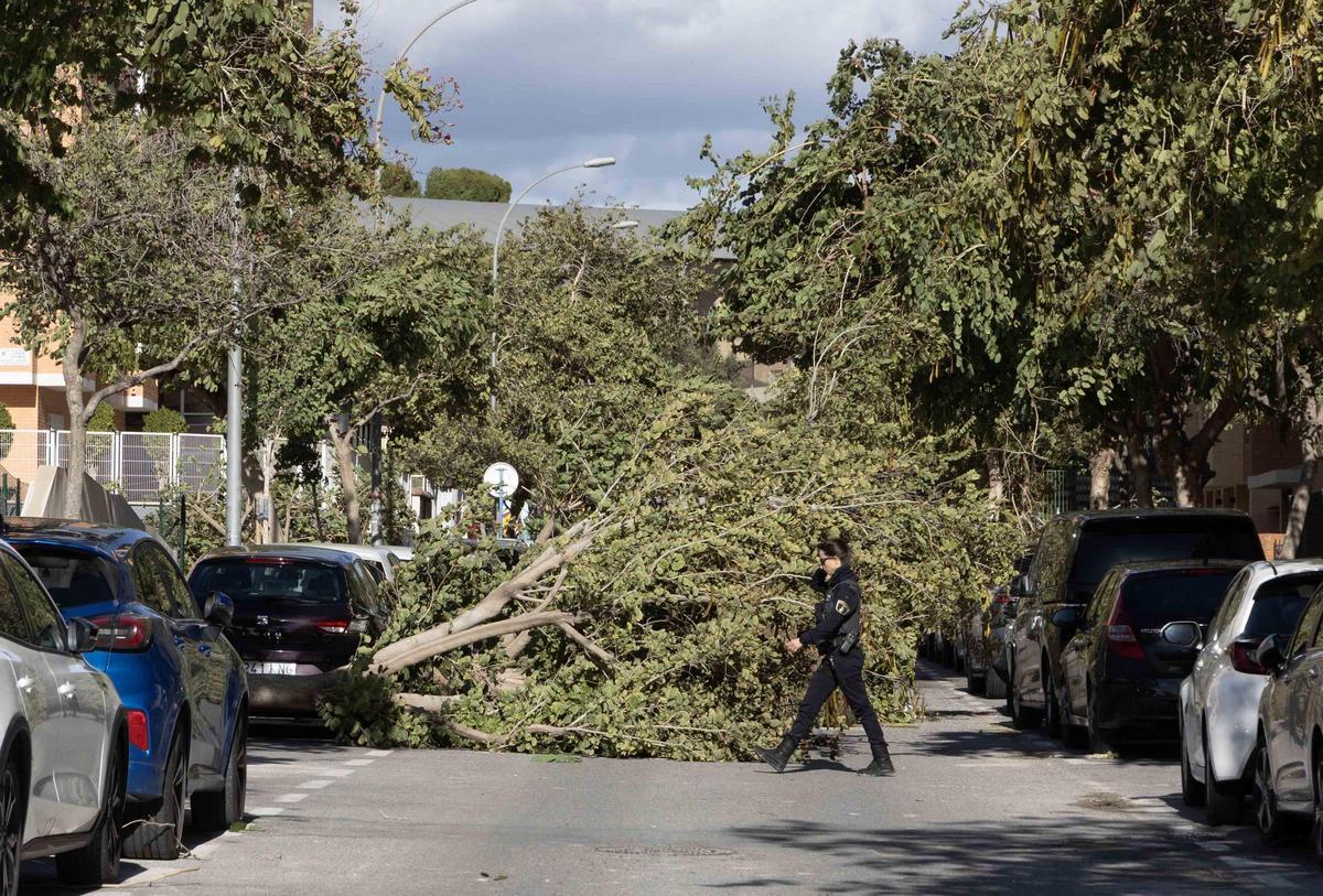 Las fuertes rachas de viento derriban árboles en el PAU I de Alicante y obligan a cortar calles