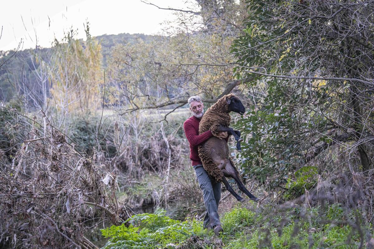Barcelona, 06/12/2025. Barcelona. Entrevista al pastor de Collserola que trabaja como pastor en Ca n’Oller. Cerdanyola. Para un reportaje sobre cómo su ganado pastura saltándose el control de la peste porcina africana (PPA) establecido en las zonas consideradas de riesgo. AUTOR: MANU MITRU