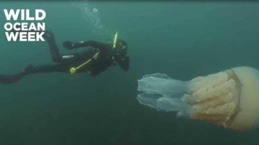 Una medusa del tamaño de una persona sorprende a una buceadora