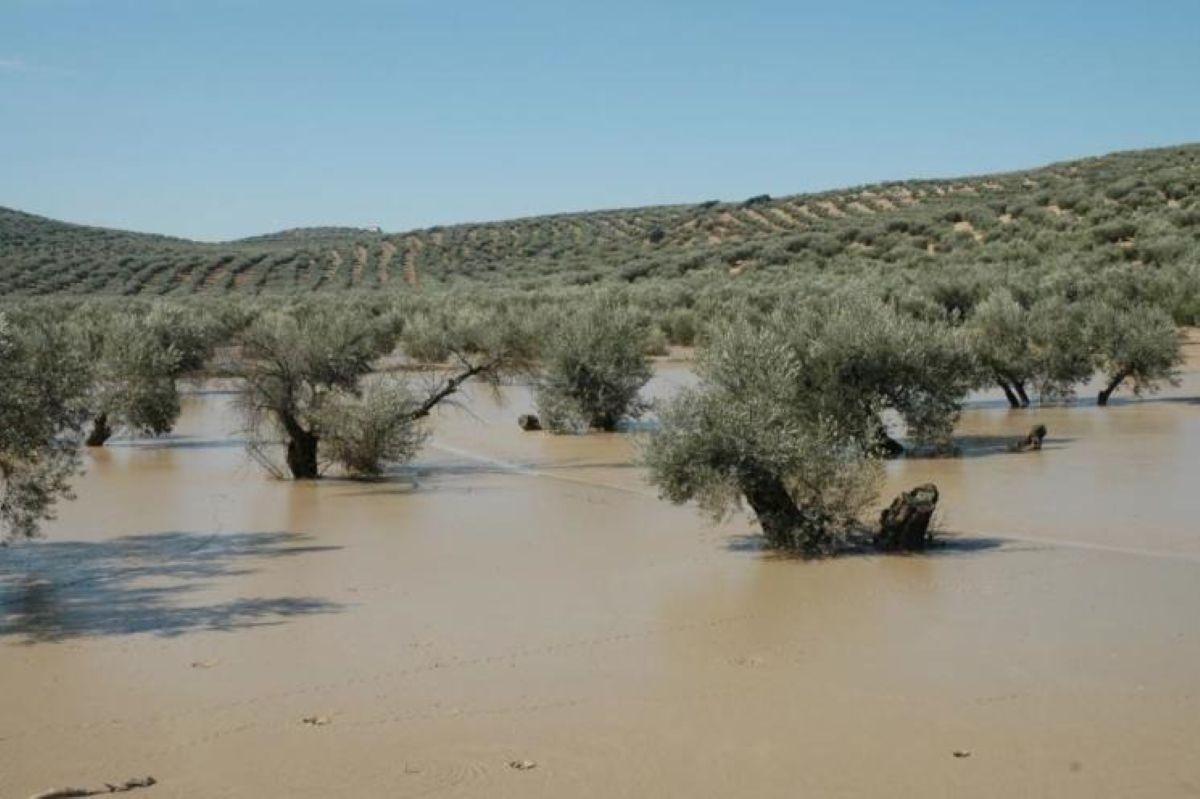 Olivar anegado durante el tren de borrascas.