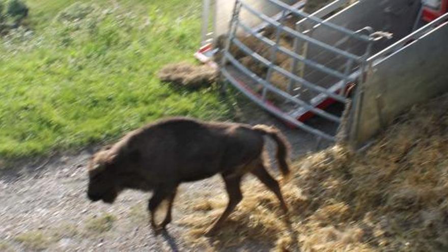 Un bisonte, bajando del camión, ayer, en Villayón.