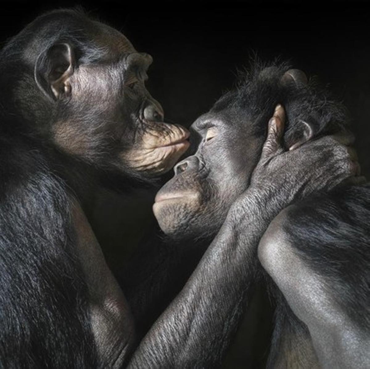 Imatge de ’More than human’, de Tim Flach.