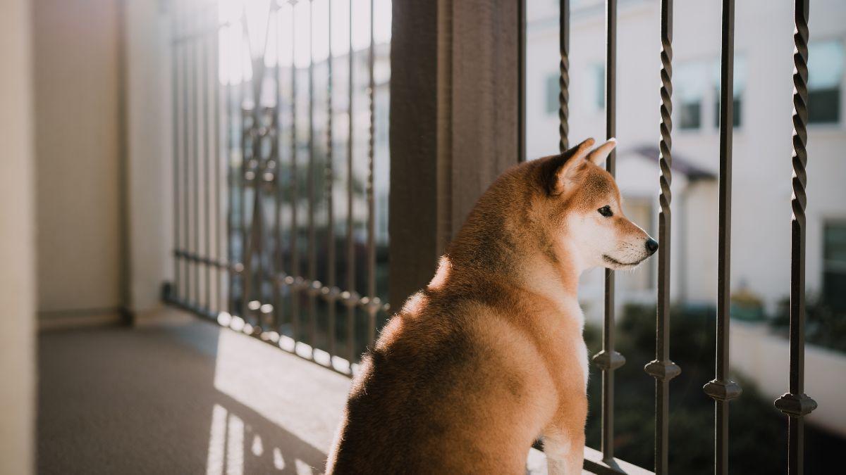 Ya ha entrado en vigor: la Ley de Bienestar Animal prohíbe dejar excrementos de mascotas en balcones y zonas comunes