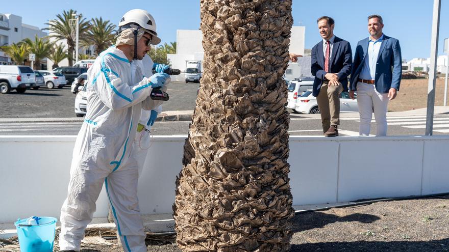 Censadas 75.000 palmeras en Lanzarote para erradicar la plaga de diocalandra